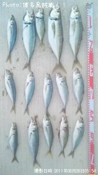 鯵