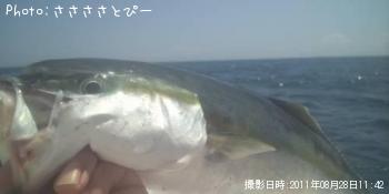 イナダ