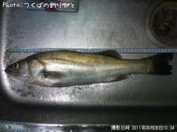 シーバス