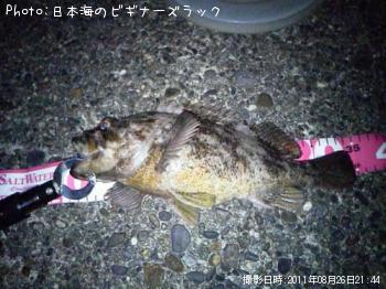 ソイ？