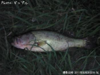 ブラックバス