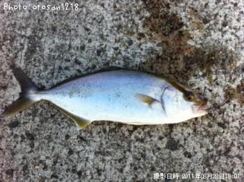 カンパチ