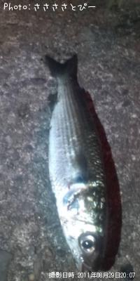 ボラ