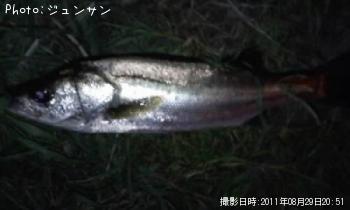 シーバス