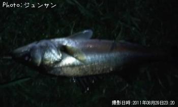 シーバス