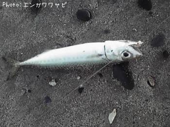 サバ