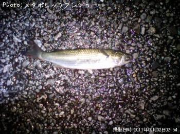 ボラ