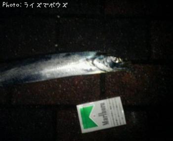 太刀魚