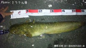 ナマズ