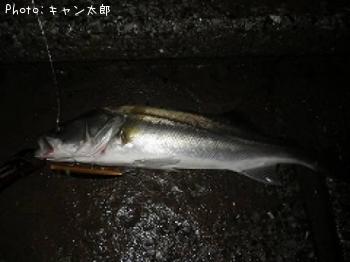 シーバス
