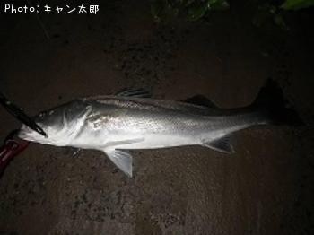 シーバス