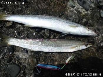カマス