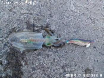 アオリイカ