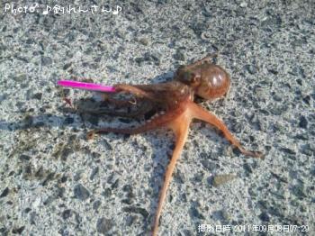 水烏賊