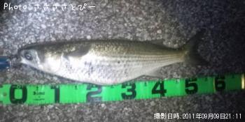 ボラ