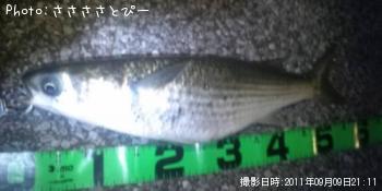 ボラ