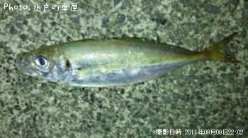 アジ