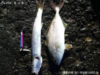 ショゴ