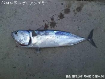 ソウダガツオ