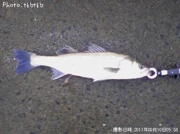 シーバス