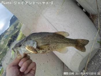 ブラックバス