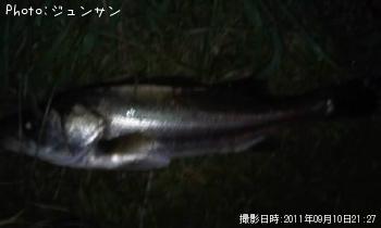 シーバス
