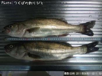 シーバス