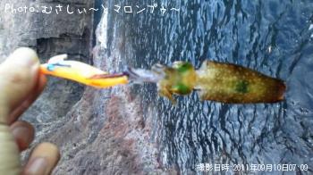 アオリイカ