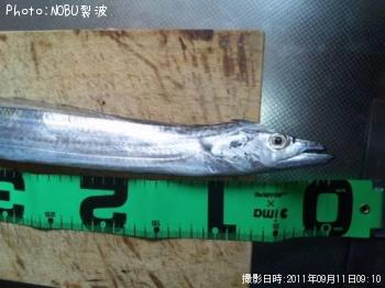 タチウオ