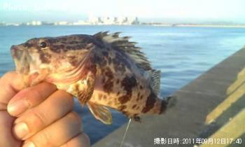 タケノコメバル