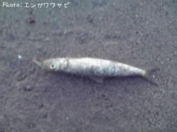 亮