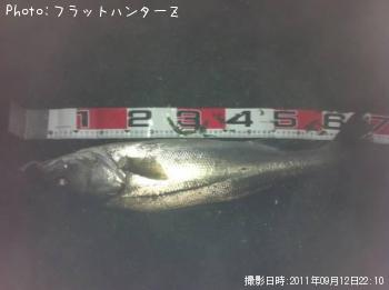 シーバス