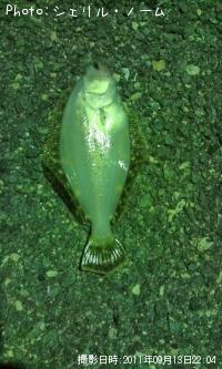 ヒラメ