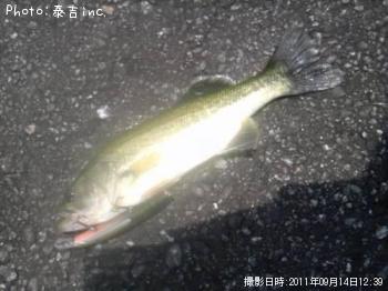 ブラックバス