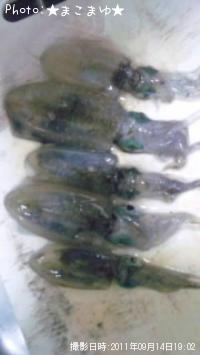 アオリ