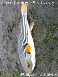 フグ