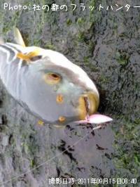 フグ