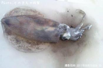 アオリイカ