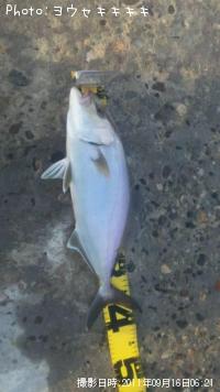 カンパチ