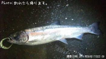 櫻鱒