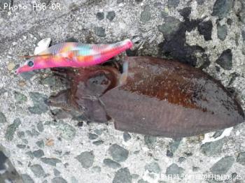 コウイカ
