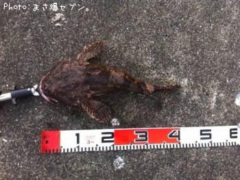 ケムシカジカ
