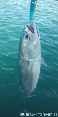 ソウダカツオ