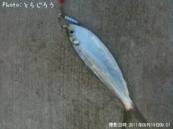 豆アジ