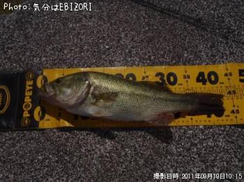 ブラックバス