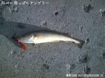 コマイとカレイ