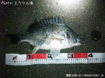 キビレ