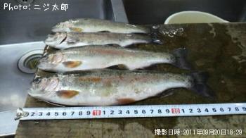 ニジマス