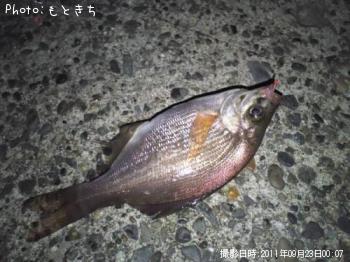 なんか