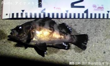 メバル